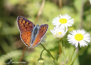 Violette vuurvlinder - 2025