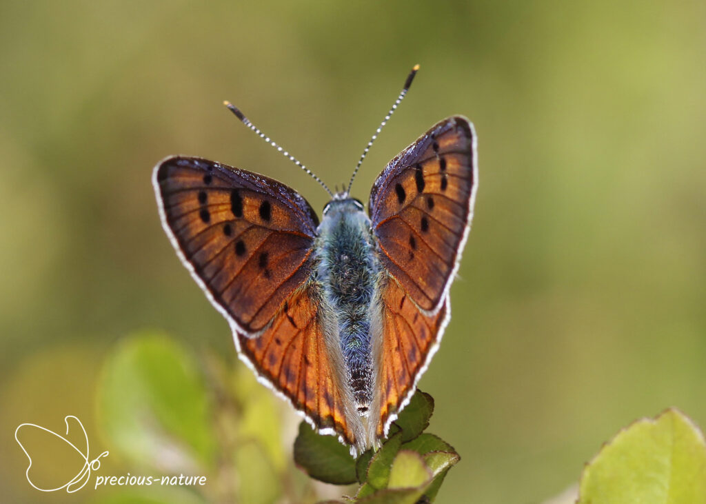 Purple-shot Copper - 2025