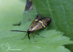 Yellow-barred Long-horn - 2025