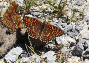 Knoopkruidparelmoervlinder - 2025