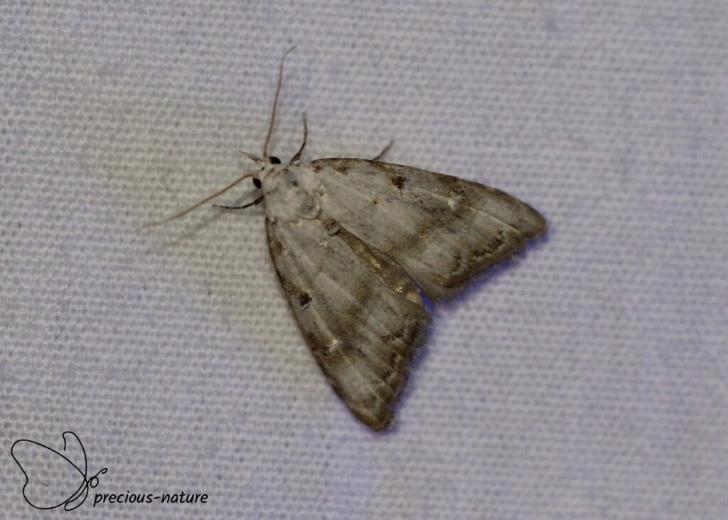 Zuidelijk visstaartje - 2025