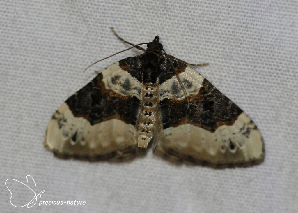 Blauwbandspanner - 2025