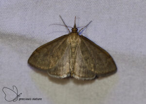 Hengellichtmot - 2025