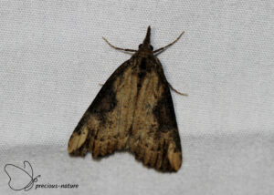 Brandnetelsnuituil - 2025