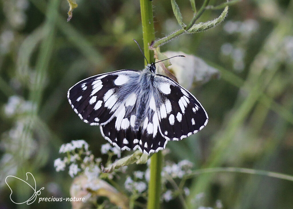 Marbled White - 2025
