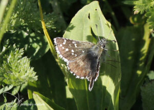 Frans spikkeldikkopje - 2025
