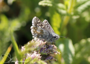 Voorjaarsspikkeldikkopje - 2025