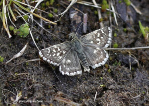 Zuidelijke aardbeivlinder - 2025