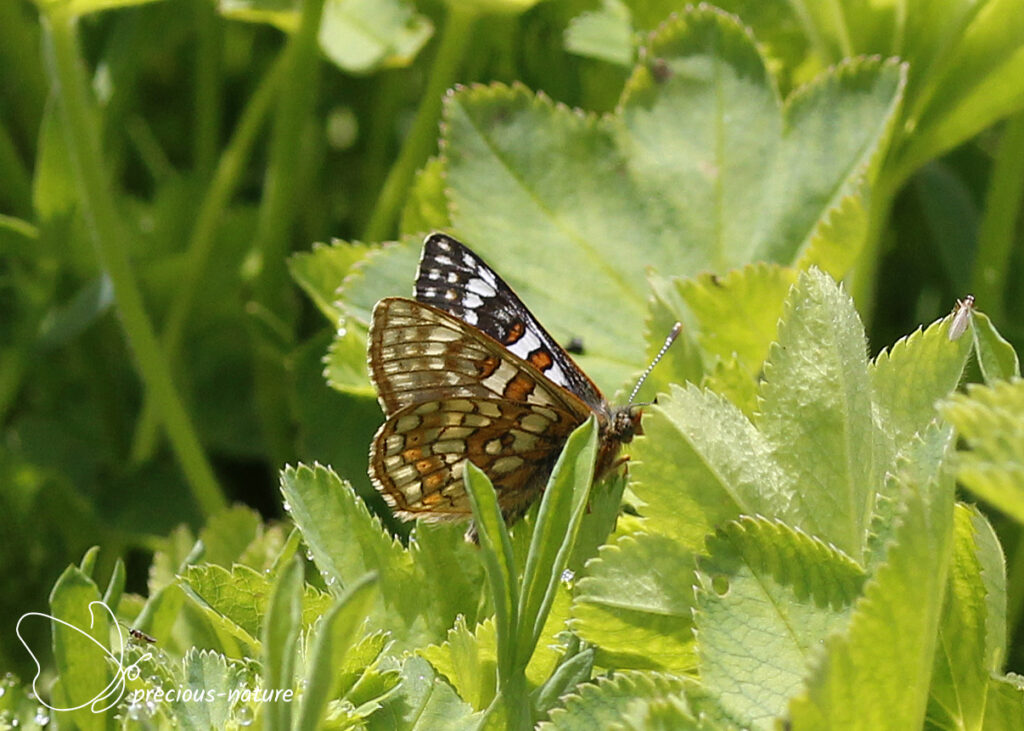 Witbonte parelmoervlinder - 2025