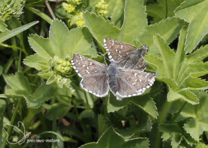 Bergspikkeldikkopje - 2025