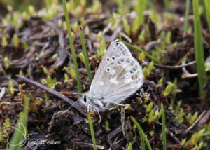Noordelijk mansschildblauwtje - 2025