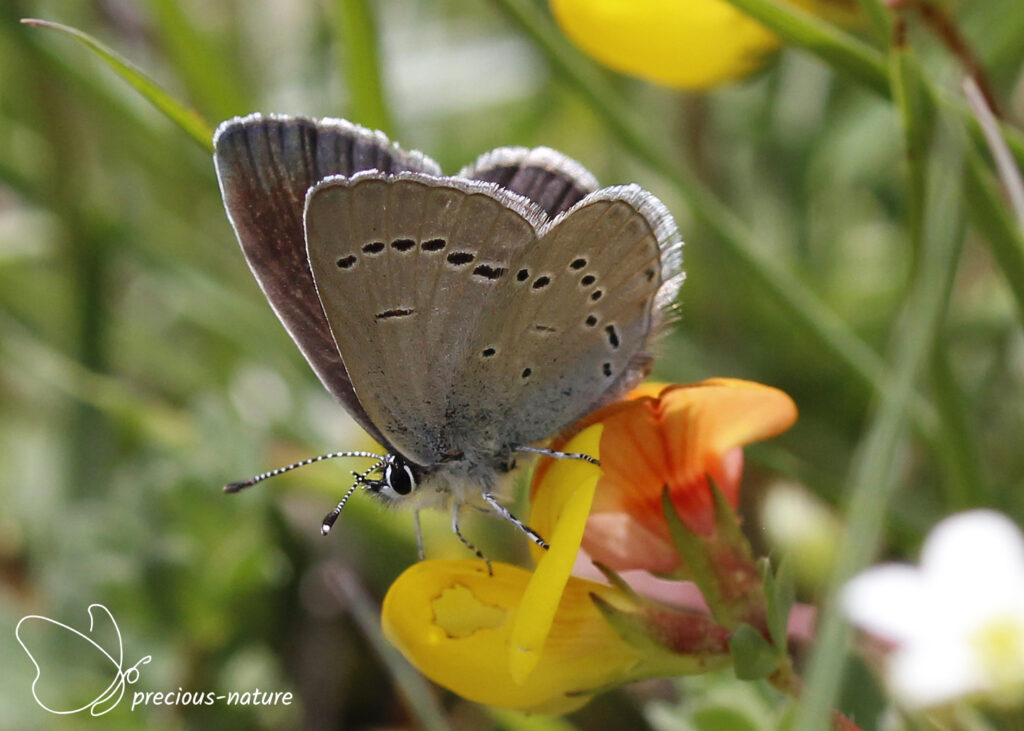 Small Blue - 2025