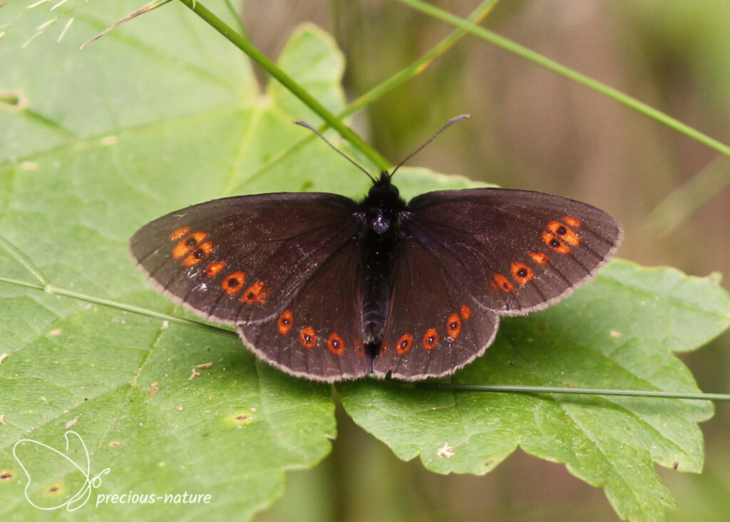 Almond-eyed Ringlet - 2025