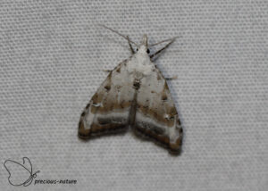 Zuidelijk visstaartje - 2025