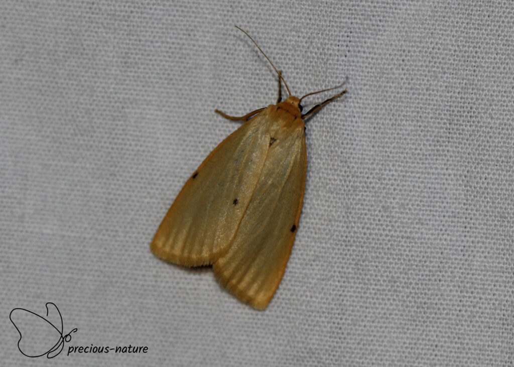 Vierstipbeertje - 2025