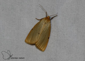 Vierstipbeertje - 2025