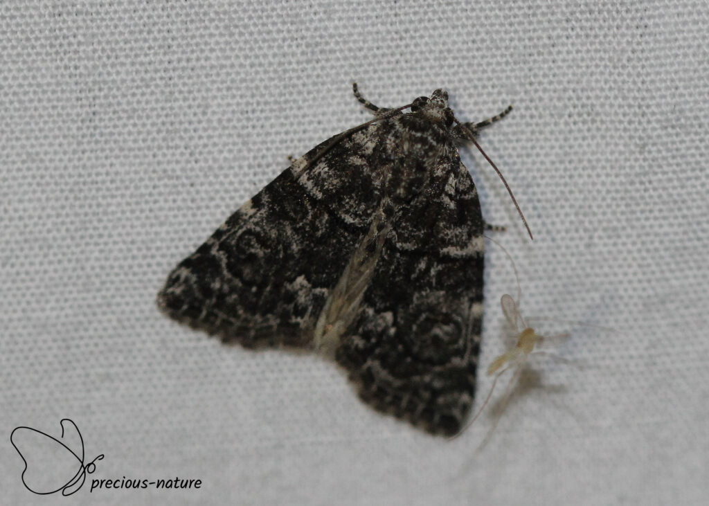 Bryophila galathea - 2025