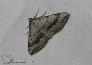 Klaverbandspanner - 2025