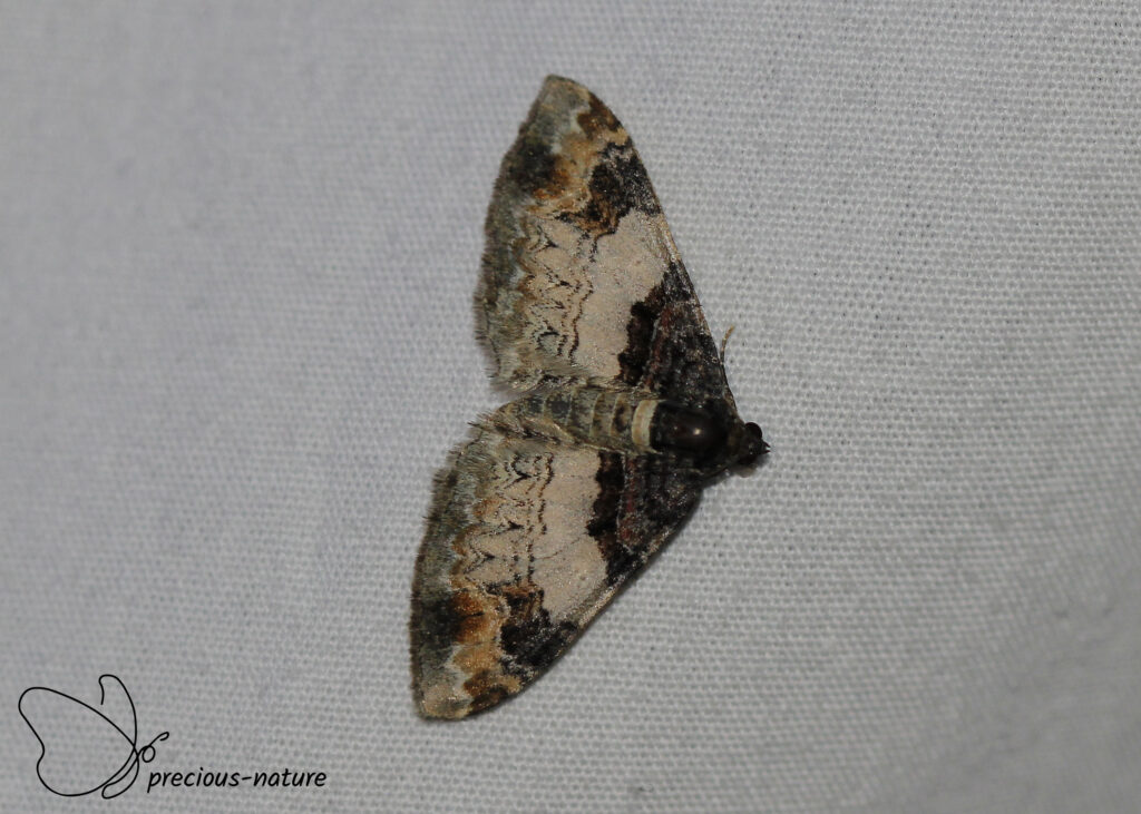 Bonte walstrospanner - 2025