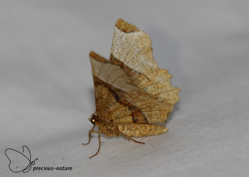 Lindeherculesje - 2025