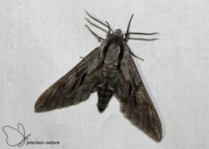 Dennenpijlstaart - 2025