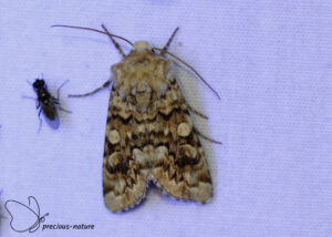 Oorsilene-uil - 2025