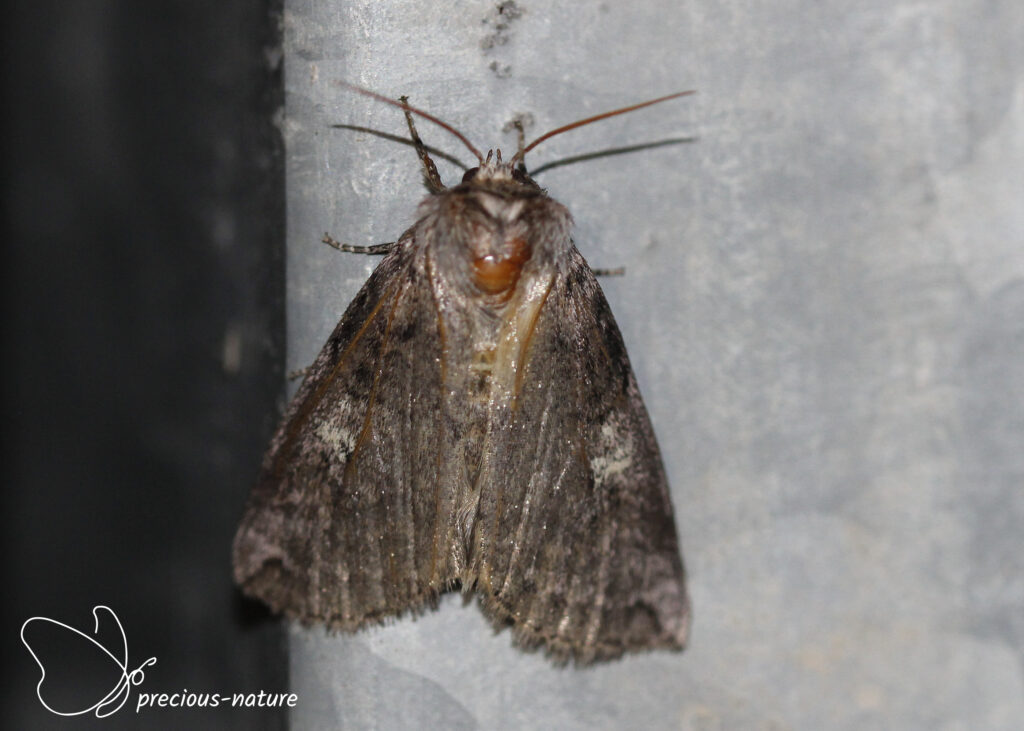 Poplar Lutestring - 2025