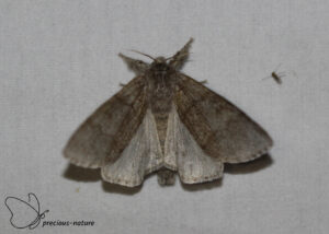 Meriansborstel - 2025