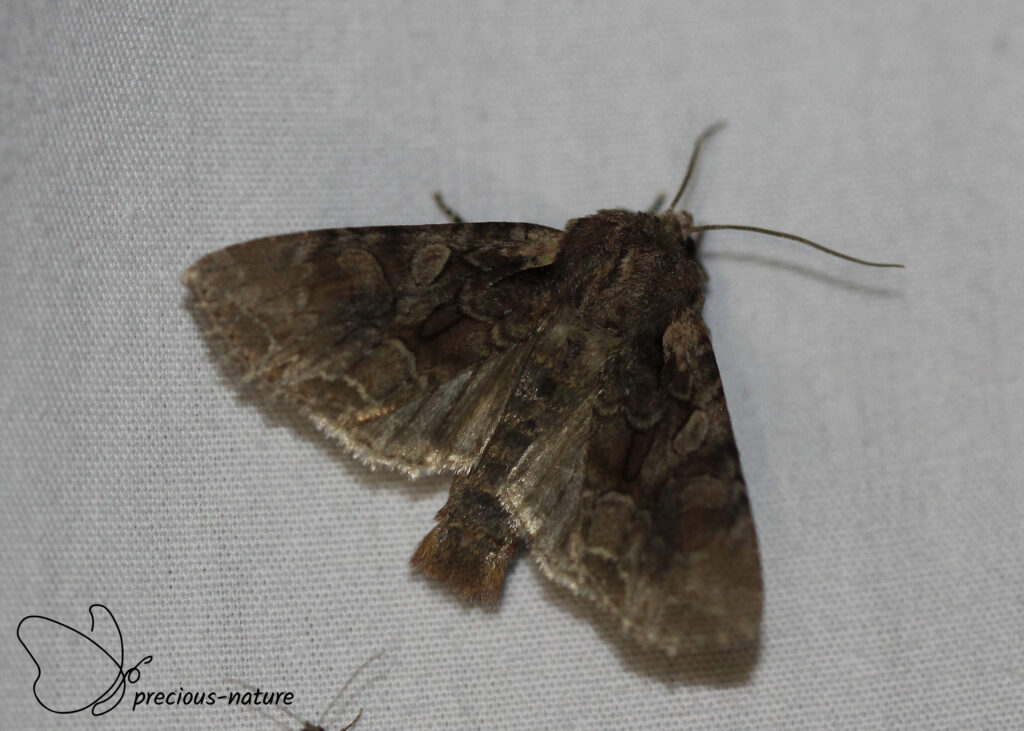 Pale-shouldered Brocade - 2025