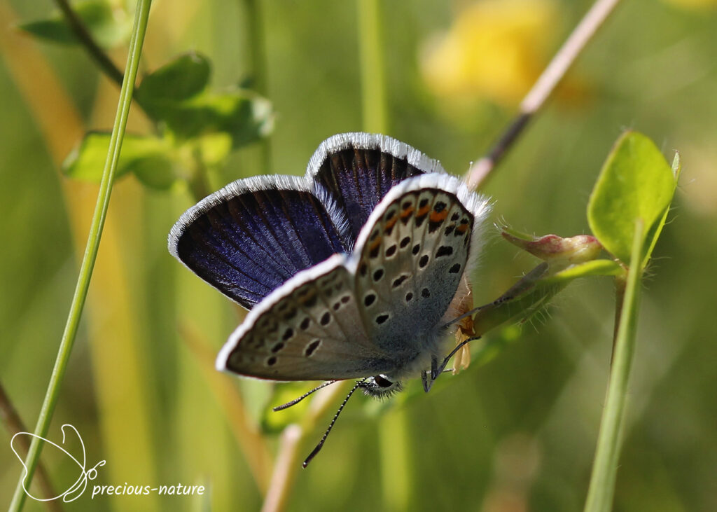 Silver-studded Blue - 2025