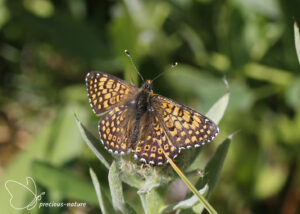 Veldparelmoervlinder - 2025