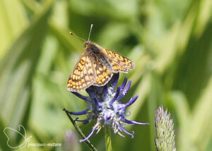 Moerasparelmoervlinder - 2025