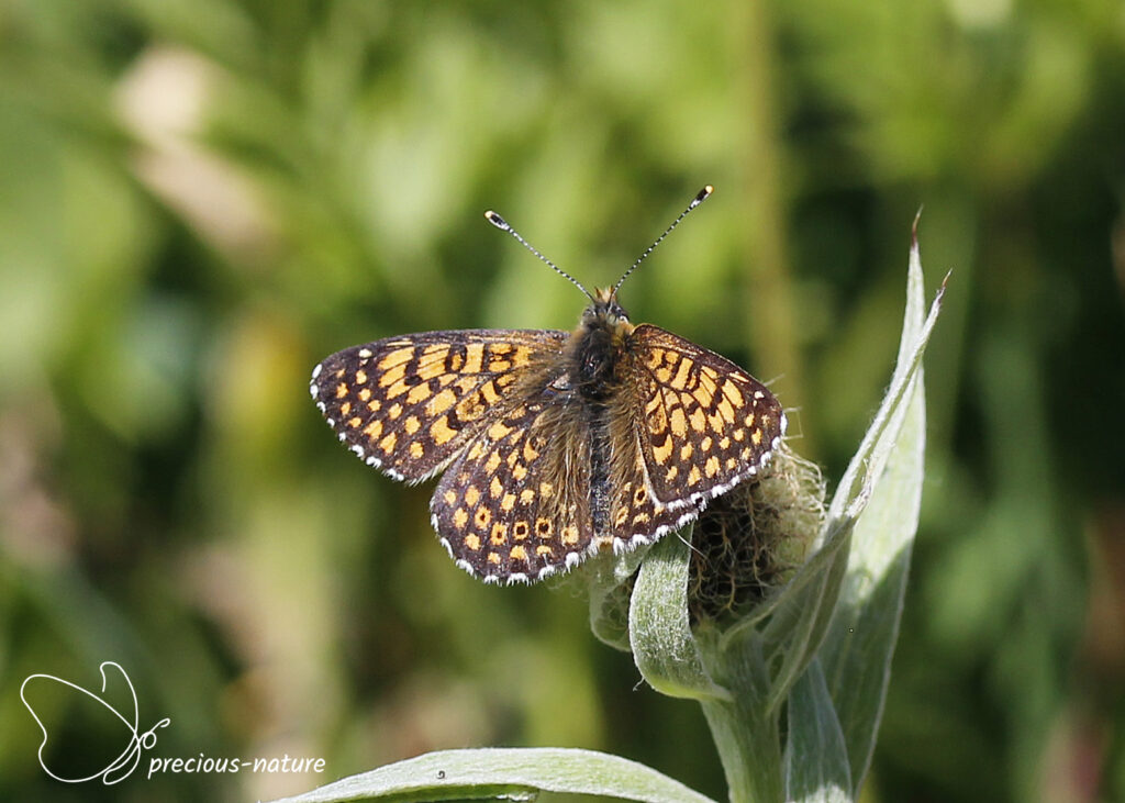 Veldparelmoervlinder - 2025