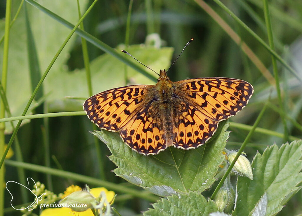 Titania's Fritillary - 2025