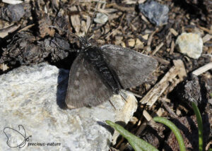 Metaxmeste phrygialis - 2025