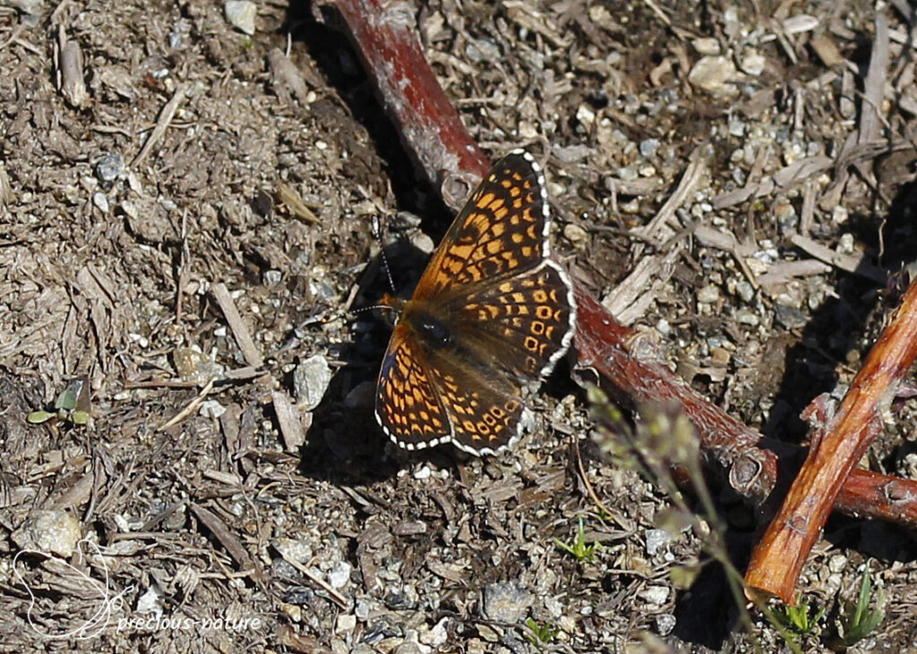 Veldparelmoervlinder - 2025