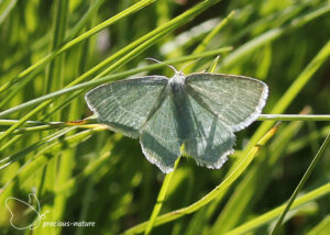 Sierlijke zomervlinder - 2025