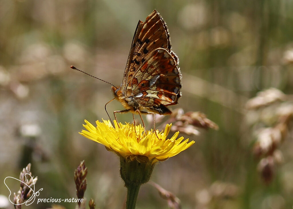 Pearl-bordered Fritillary - 2025