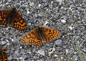 Westelijke parelmoervlinder - 2025