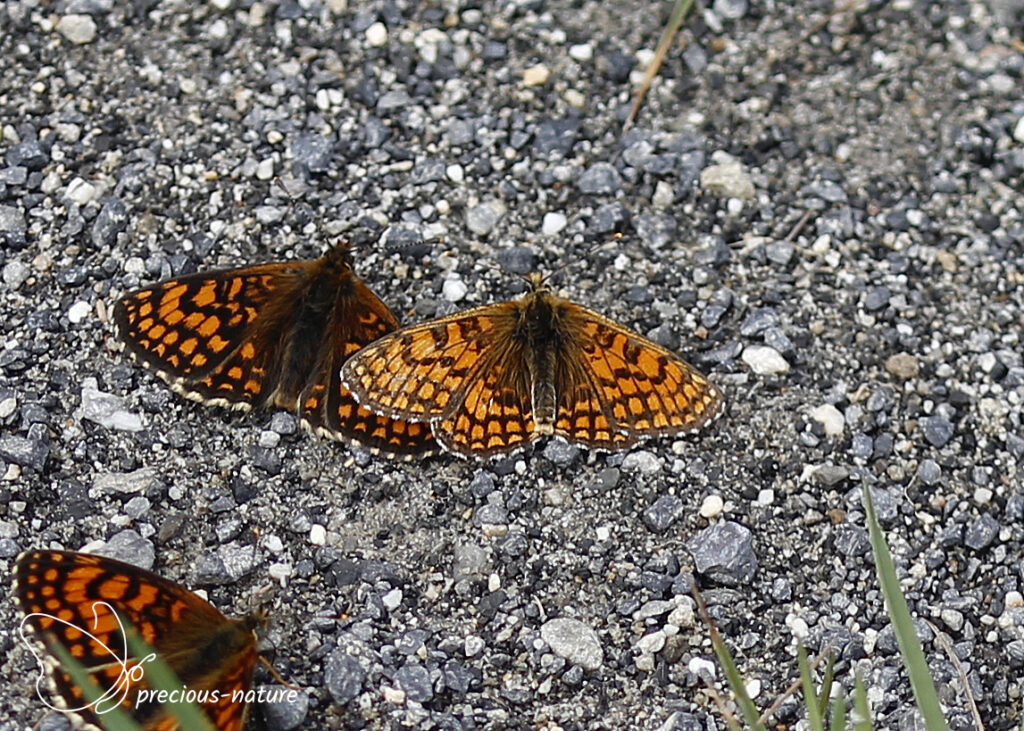 Meadow Fritillary - 2025