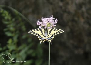 Zuidelijke koninginnepage - 2025