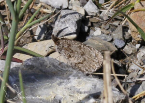 Gewone dauwerebia - 2025