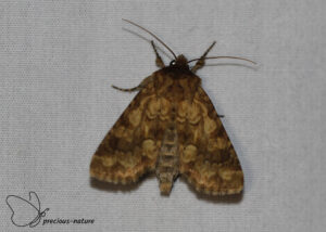 Bruine silene-uil - 2025