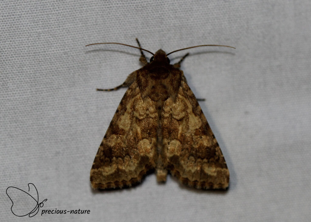 Barett's Marbled Coronet - 2025