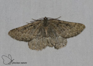 Bergoogspanner - 2025