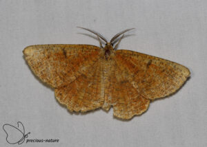 Oranje iepentakvlinder - 2025