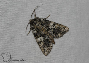 Gevlekte silene-uil - 2025