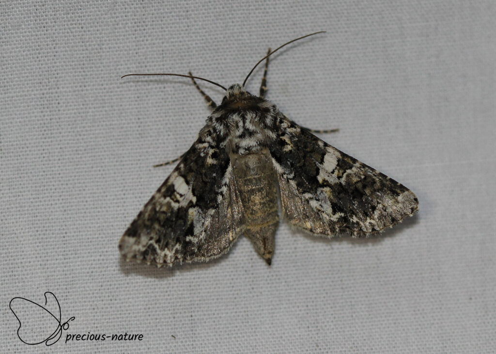 Marbled Coronet - 2025