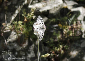 Apollovlinder - 2025