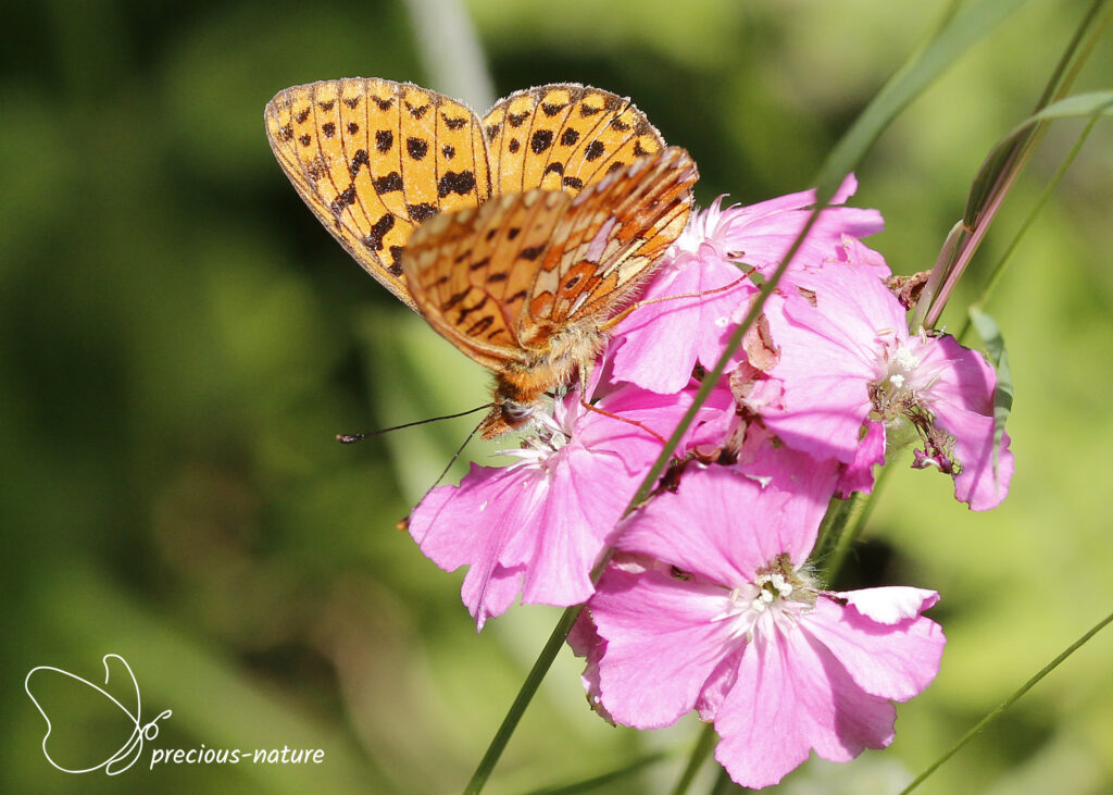 Pearl-bordered Fritillary - 2025